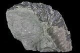 Partial Trimerus Trilobite - New York #68574-1
